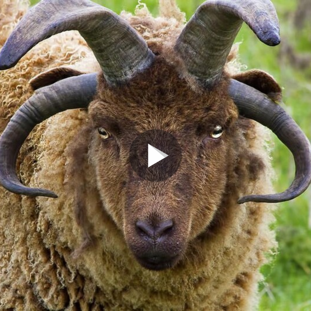 Лохтан баран