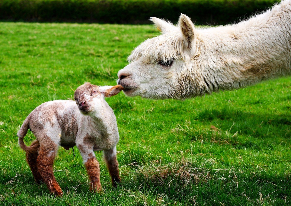Пастбище альпак