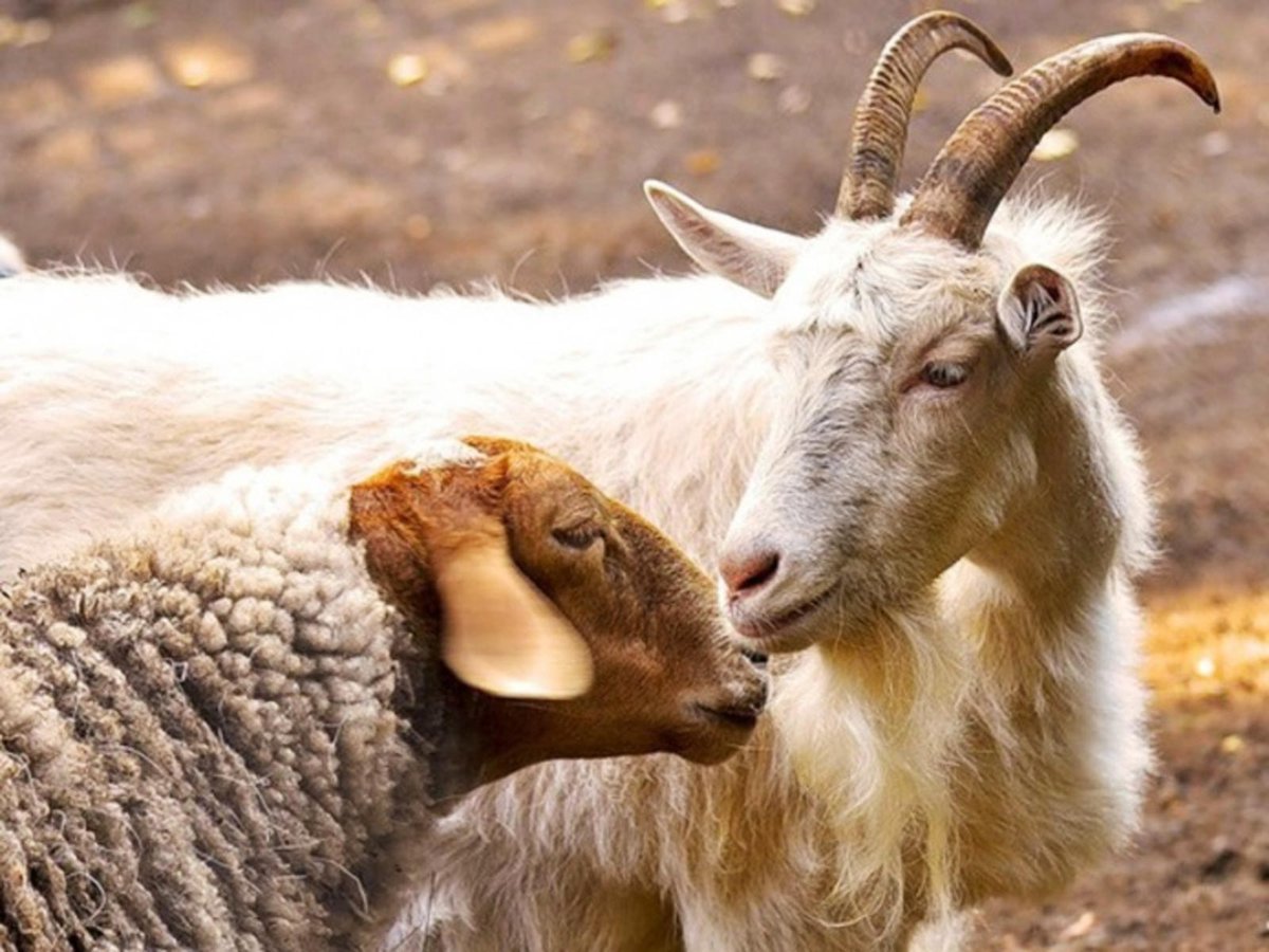 Козел и овца