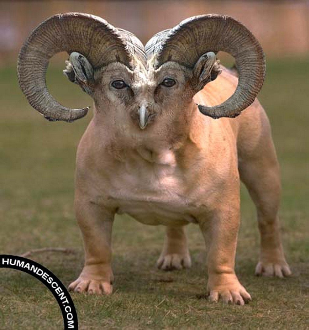 Химера овцы и козы