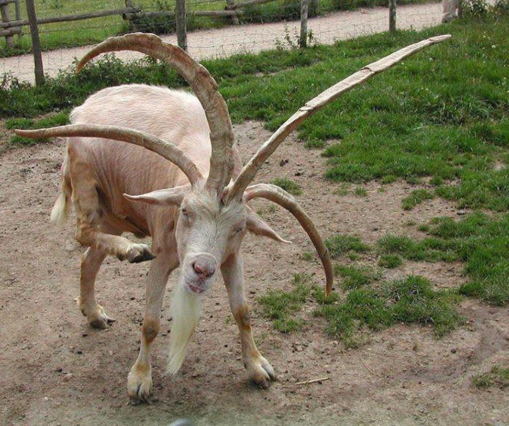 Коза с четырьмя рогами
