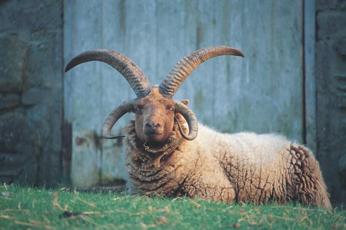 Мэнский лохтан