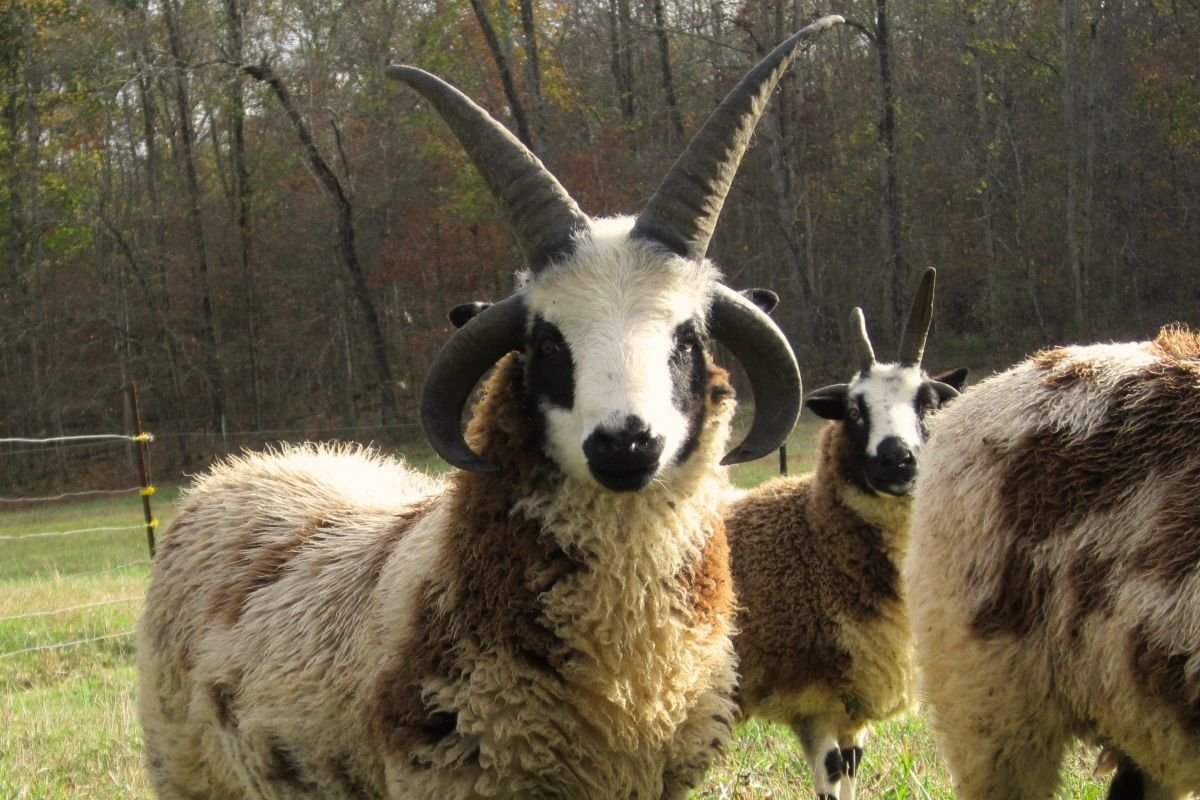 Овца Святого Якоба