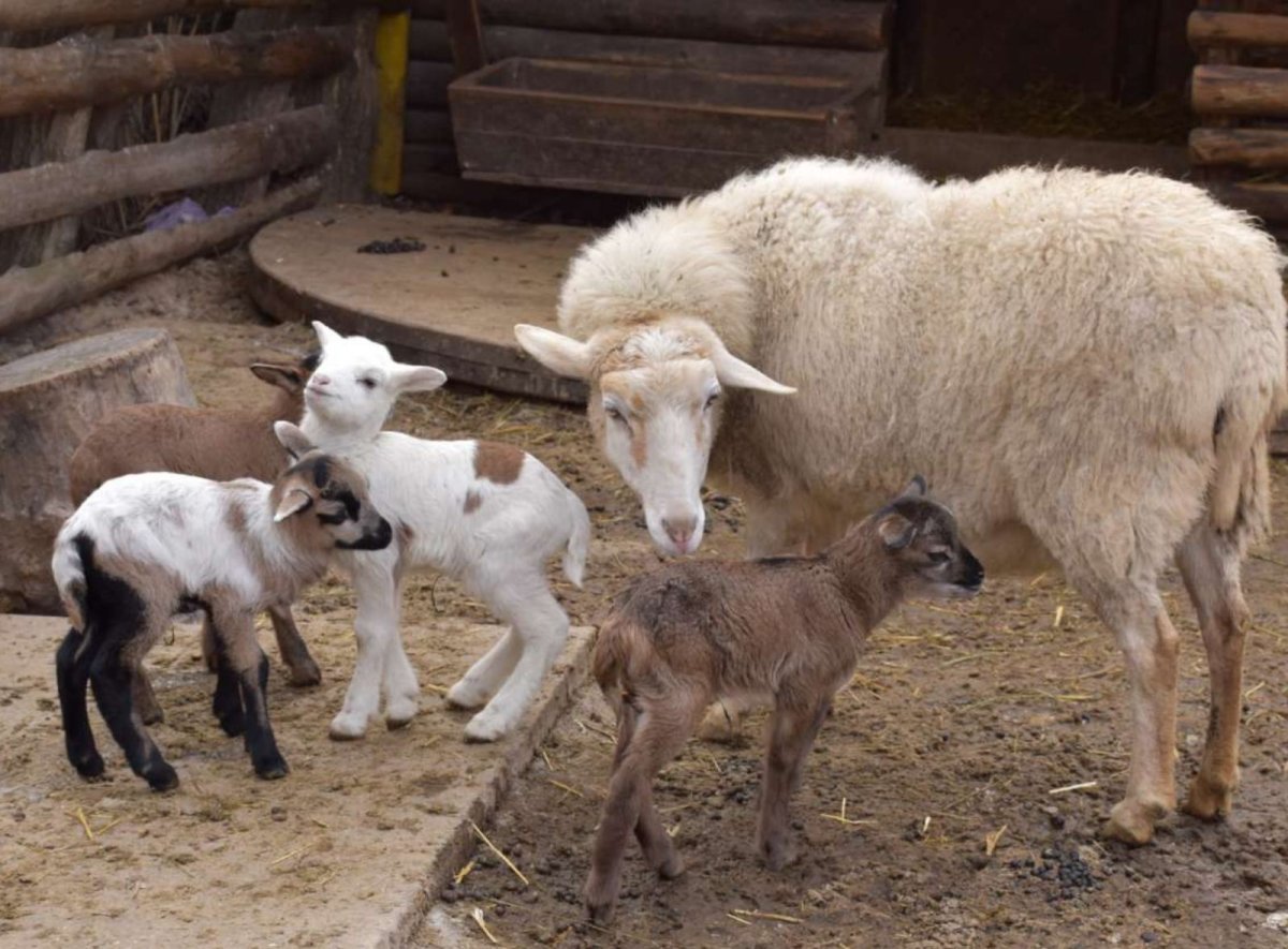 Потомство барана и козы