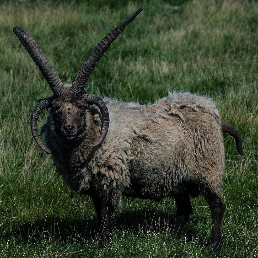 Мэнский лохтан овцы