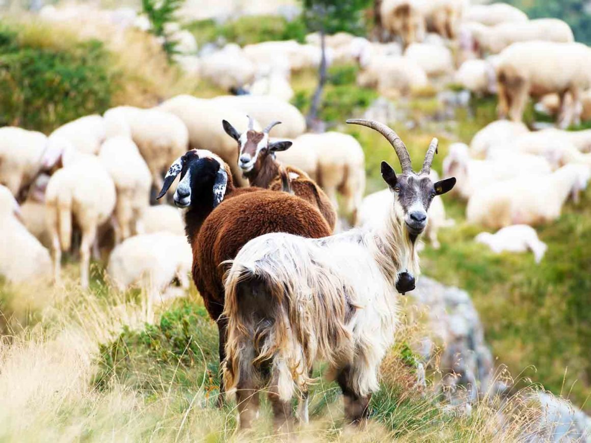 Коза и баран