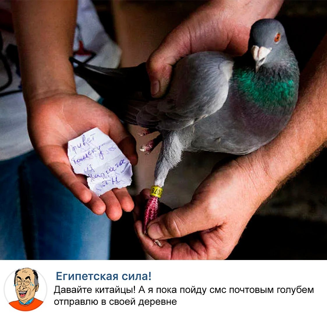 Голубиная почта