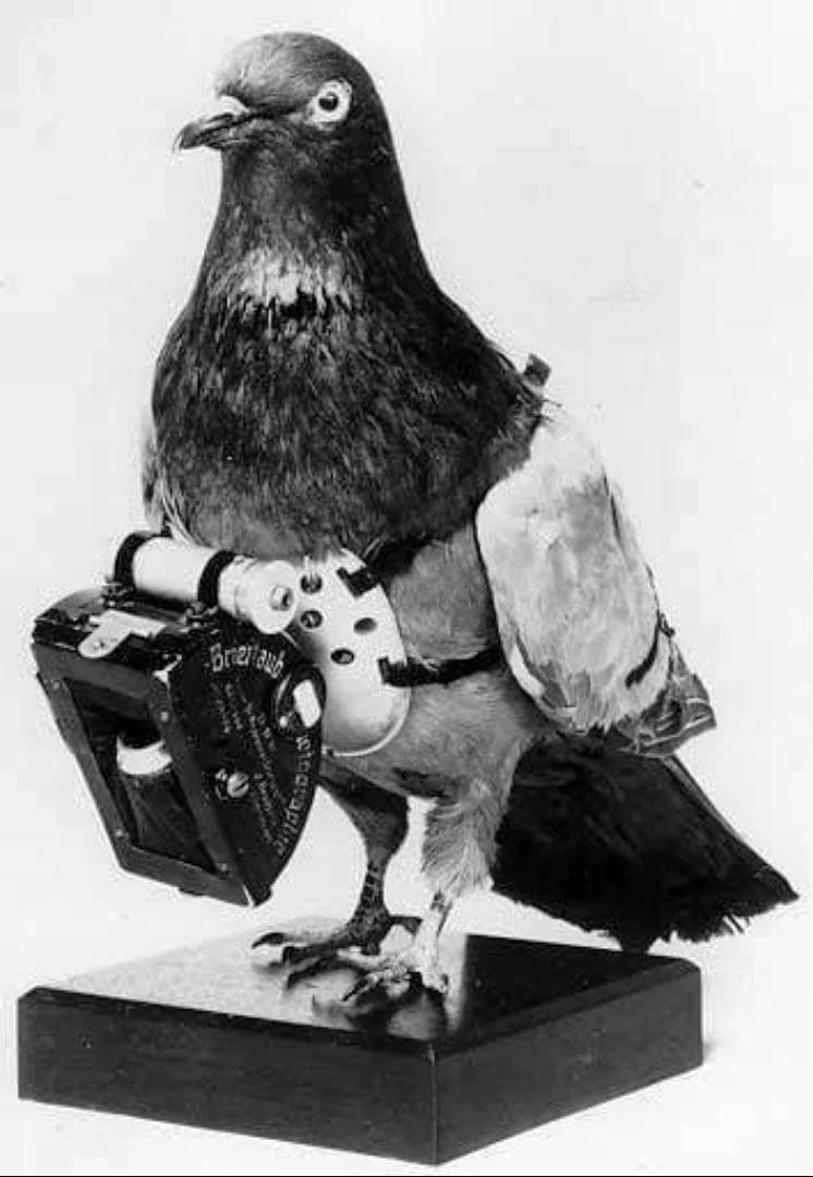 Голуби герои Великой Отечественной войны