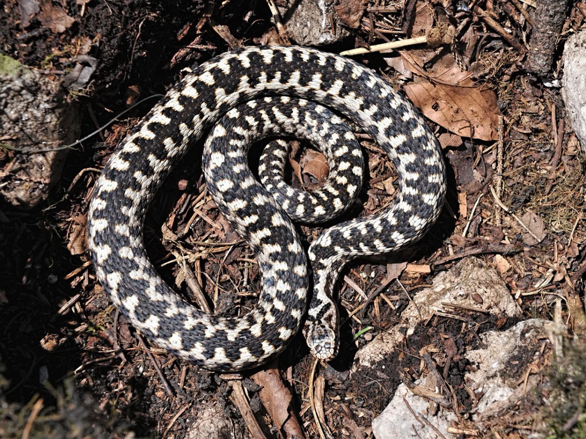 Гадюка коричневая с ромбиками