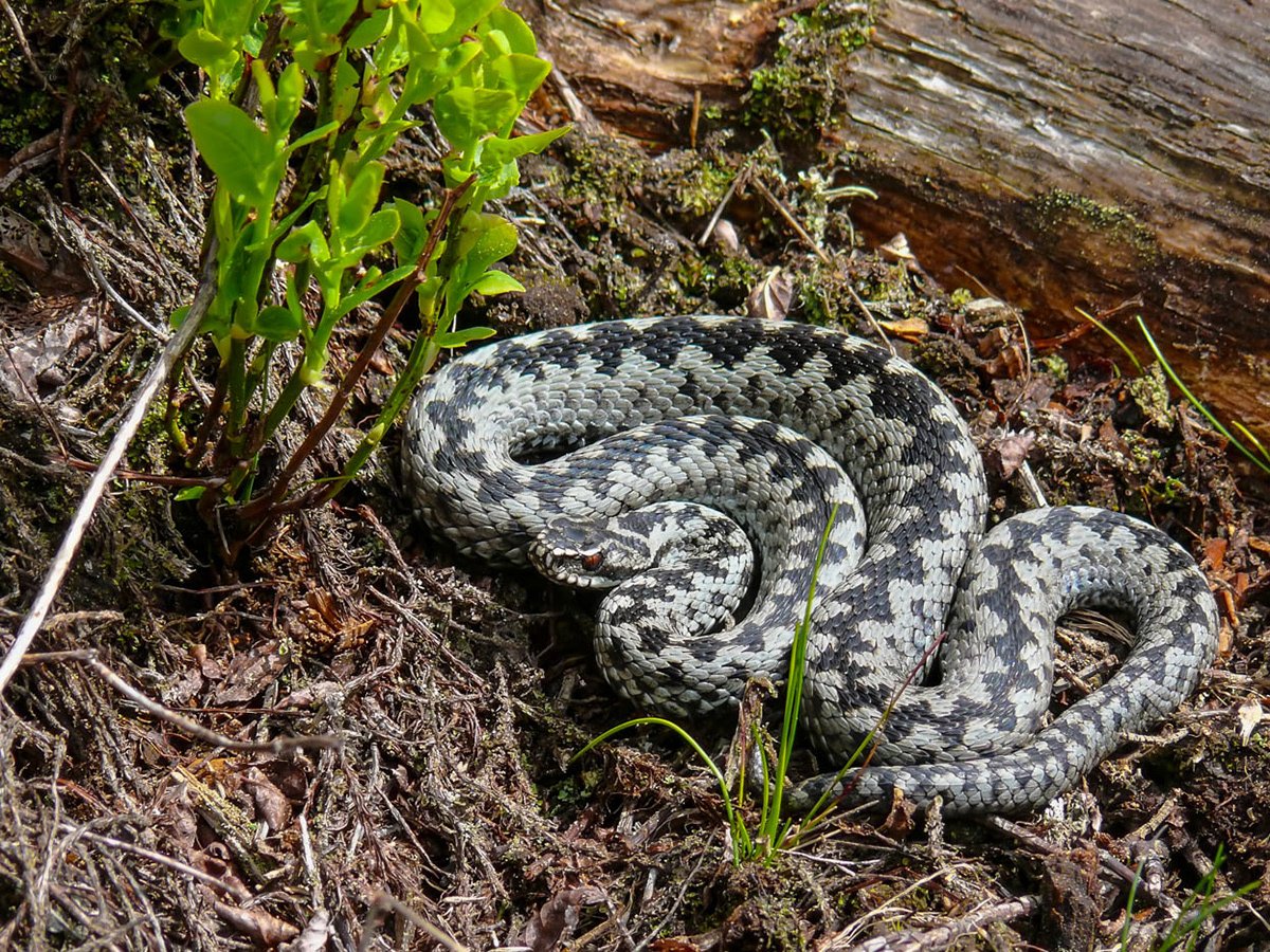 Гадюка козюля