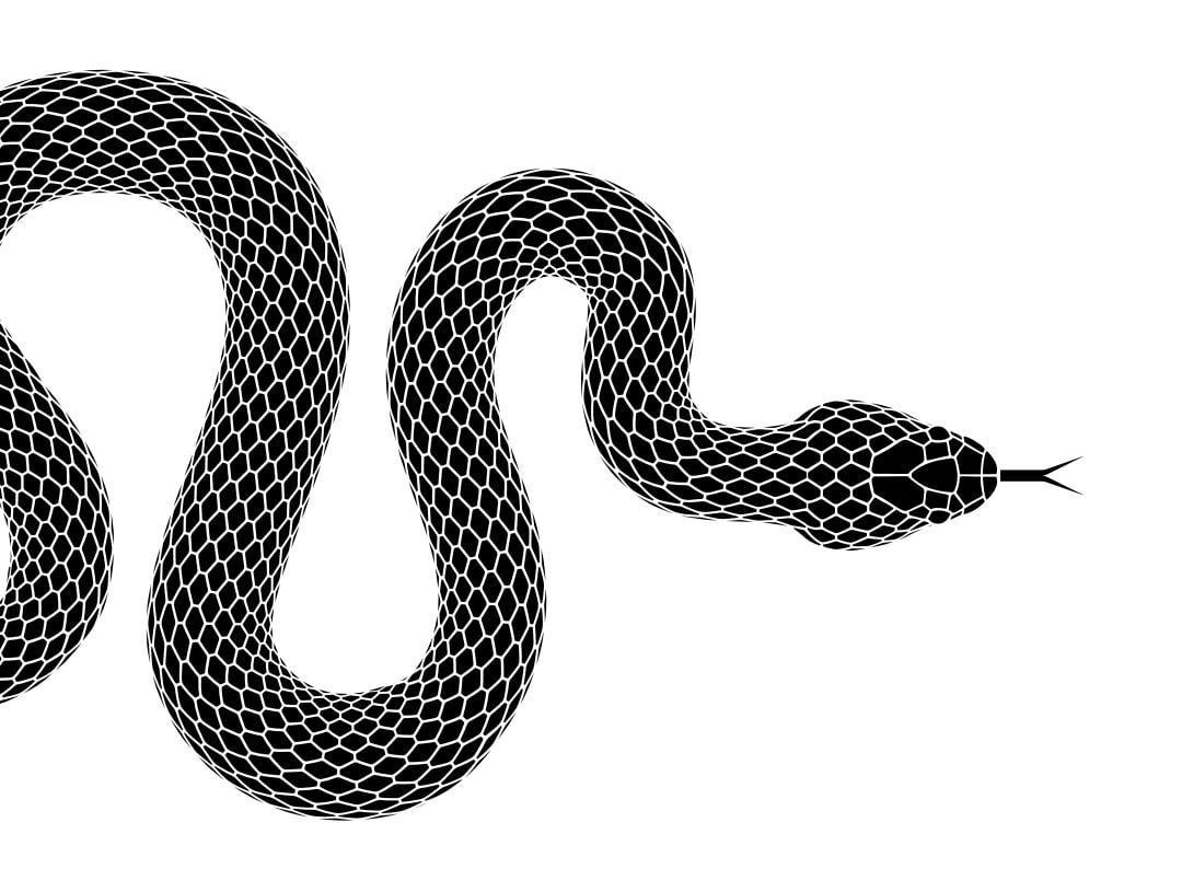 Змея ползет вид сверху