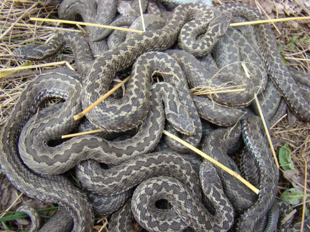 Гадюка Степная Оренбургской области