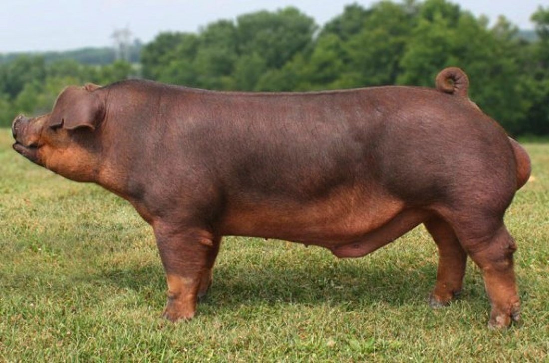Накаченная свинья. Дюрок порода свиней. Поросята породы дюрок. Хряк породы дюрок. Мясная порода свиней дюрок.