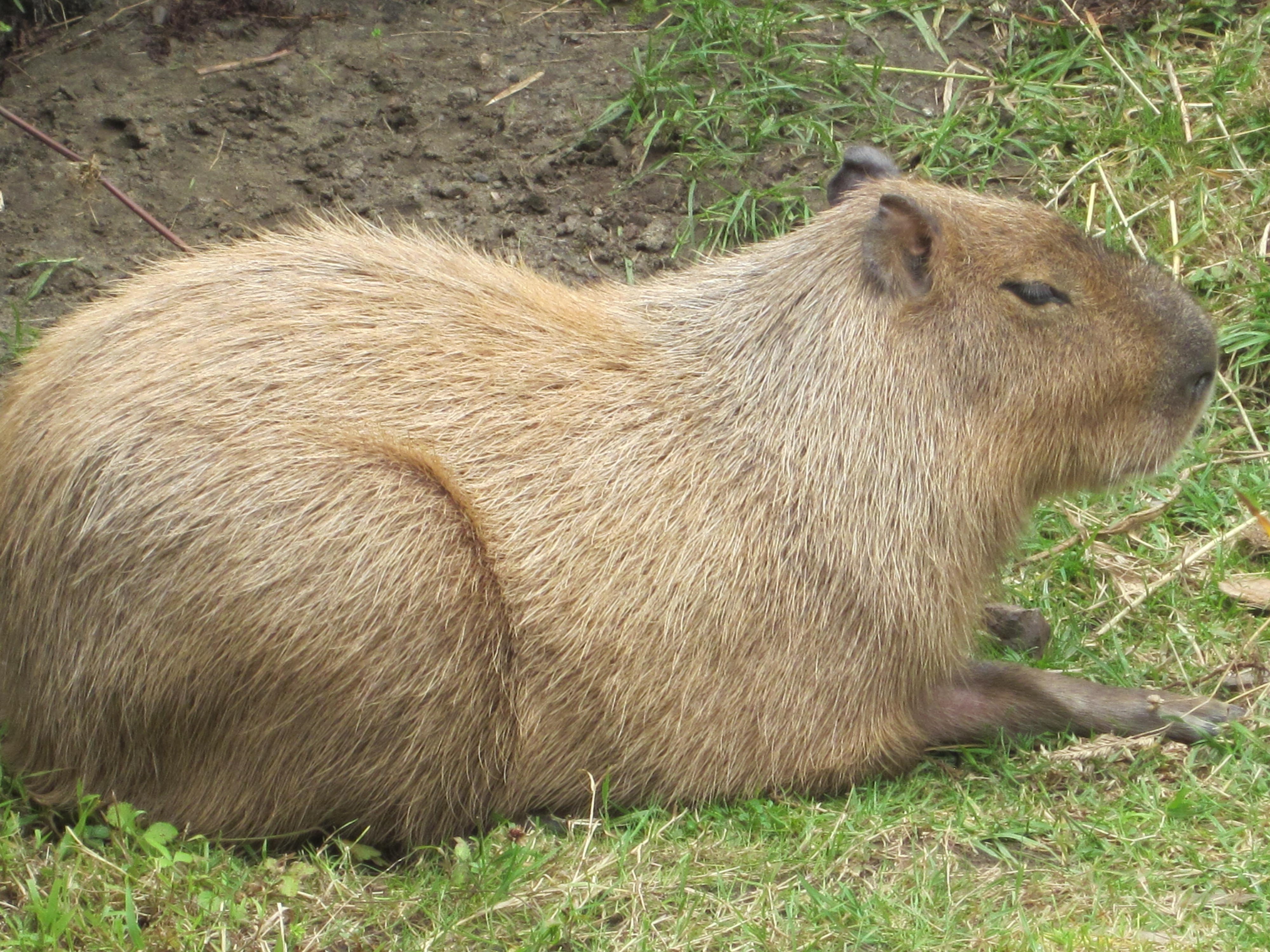 Какое животное капибара. Капибара. Капибара капибара Capybara. Капибара это эндемик. Большие морские свинки капибара.