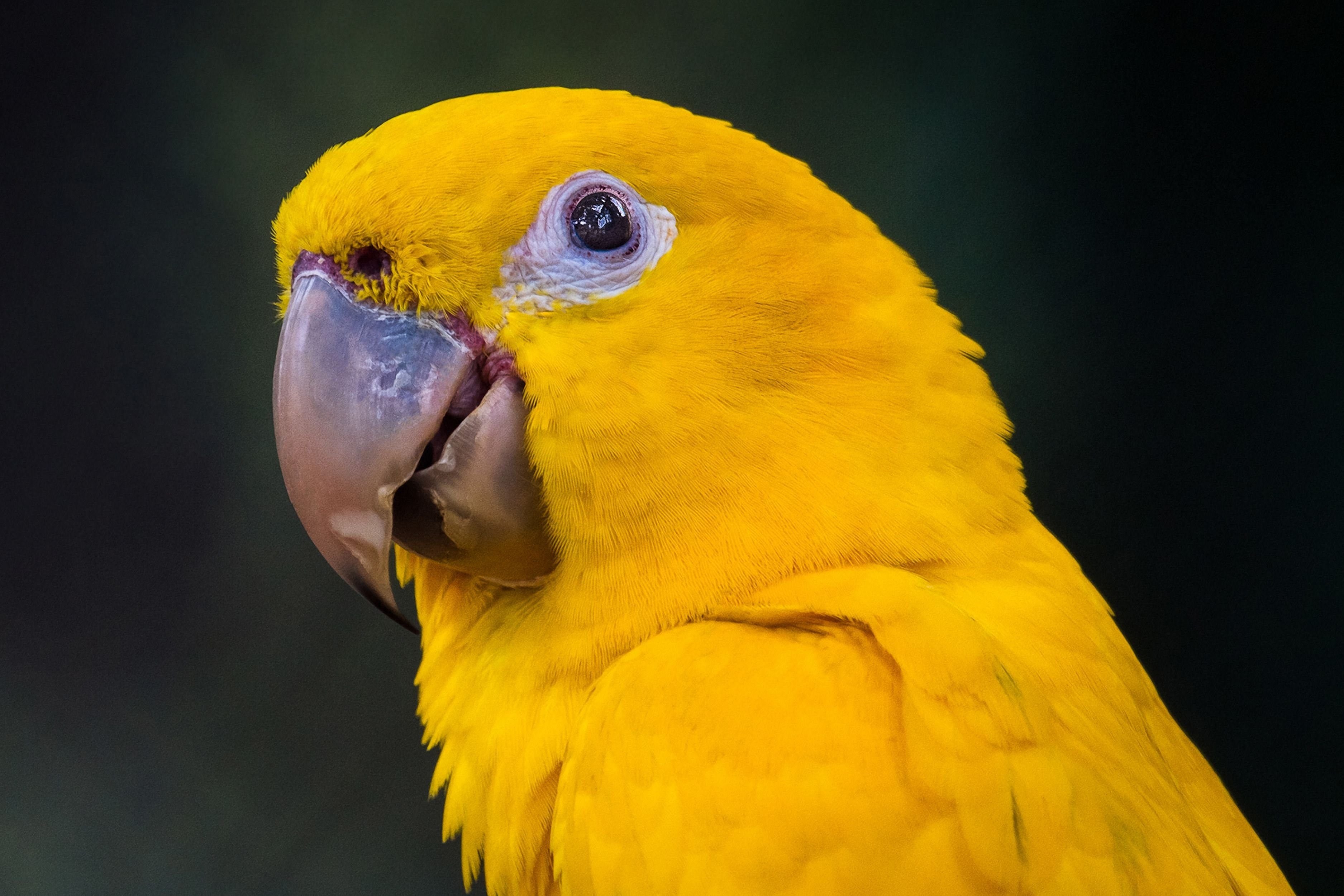 Угадай желтый. Golden Conure попугай. Попугай аратинга красный. Попугай аратинга желтый. Попугаи желтые волнистики.