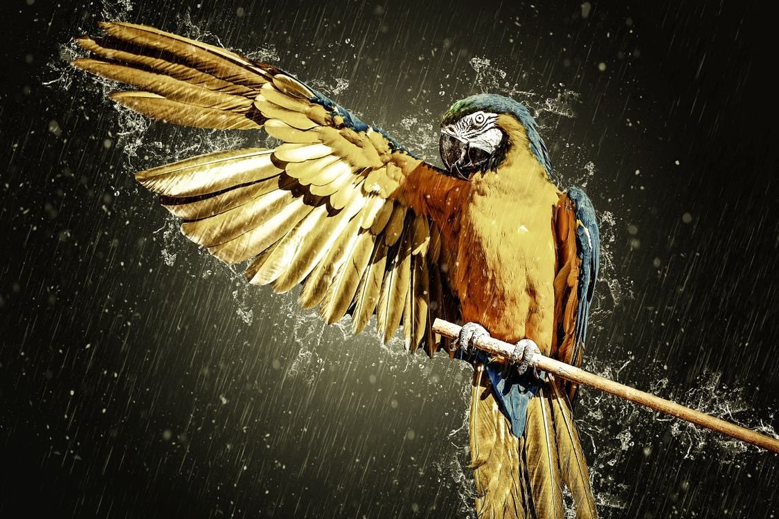 Крылья желтого попугая ара