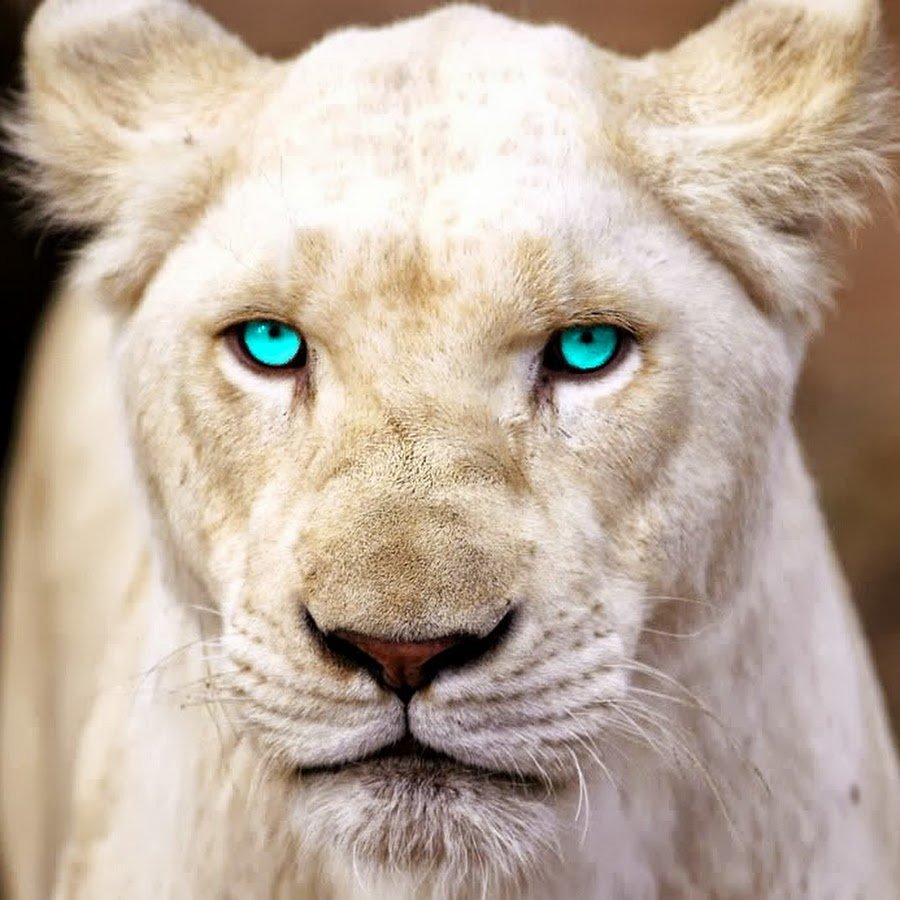 Белая Пума альбинос