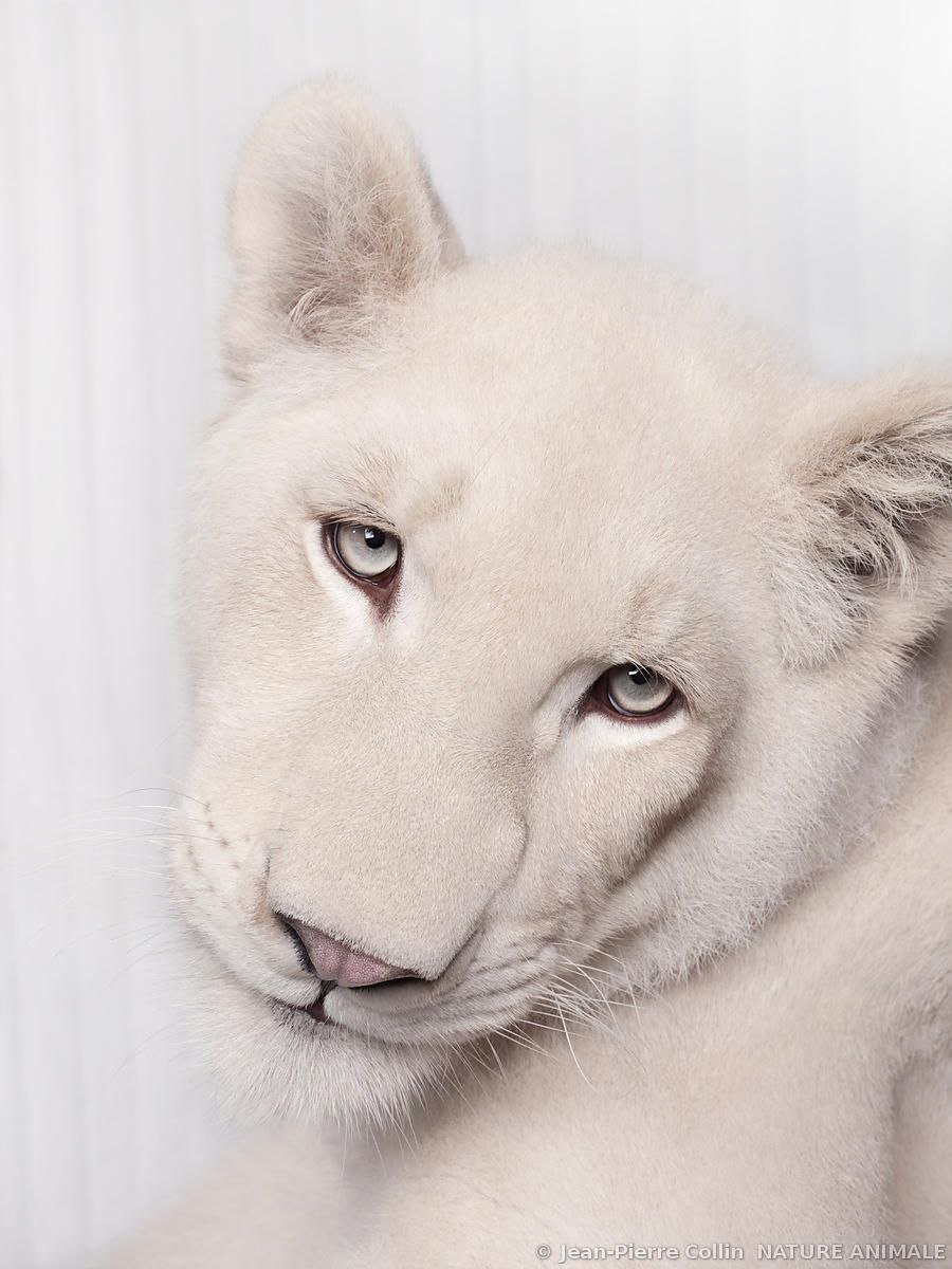 Белая львица