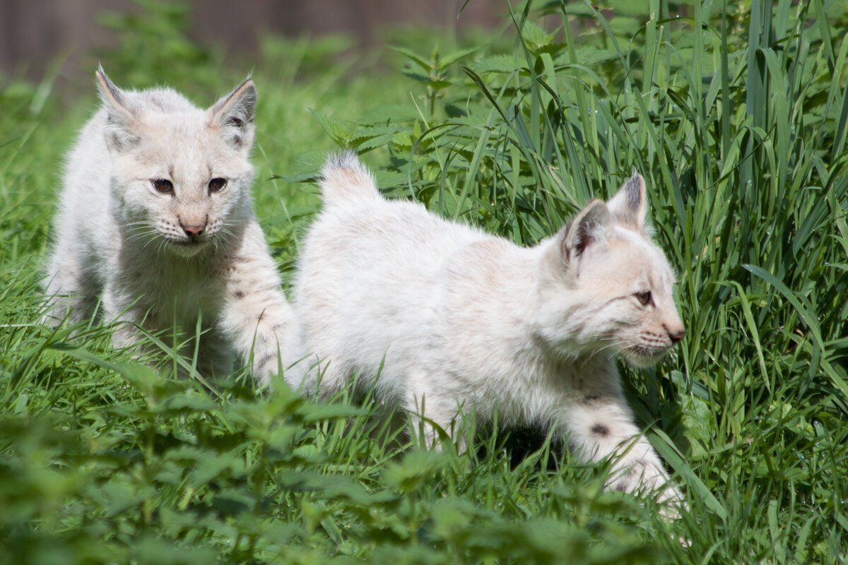 Белый каракал альбинос