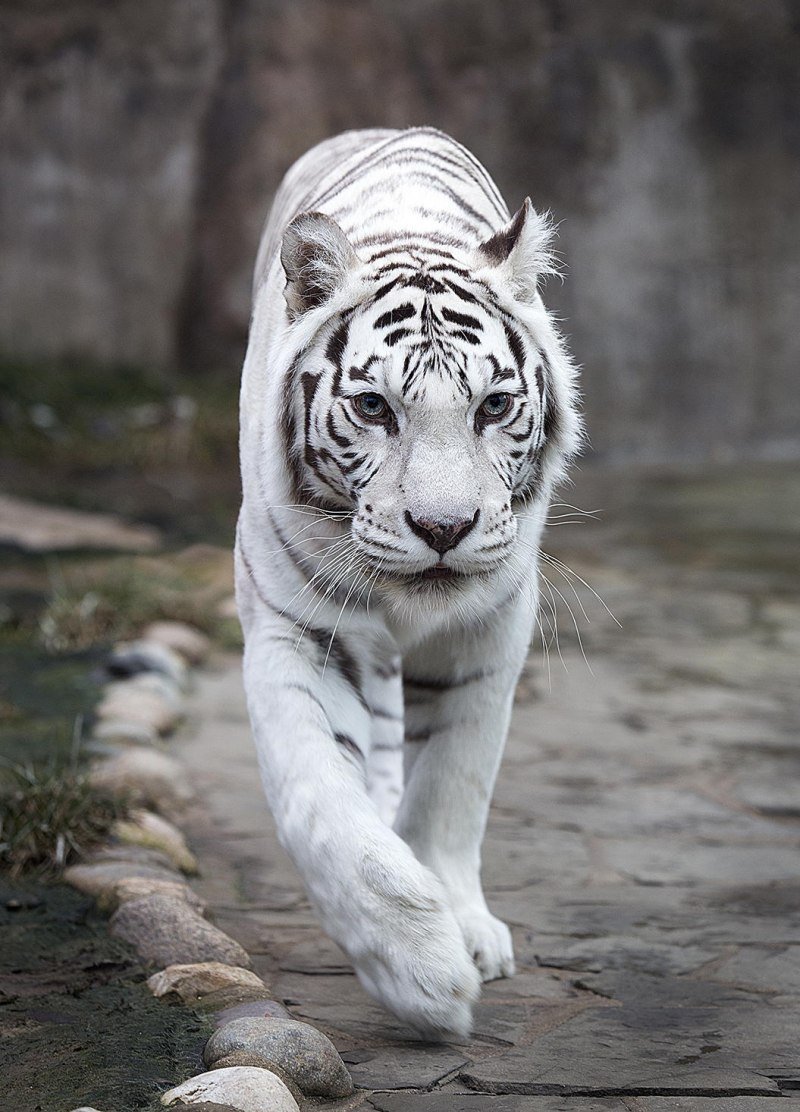 Суматранский тигр альбинос