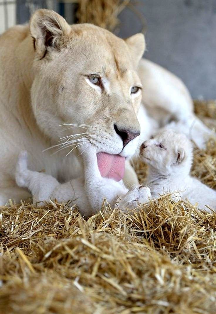 Белая Пума альбинос