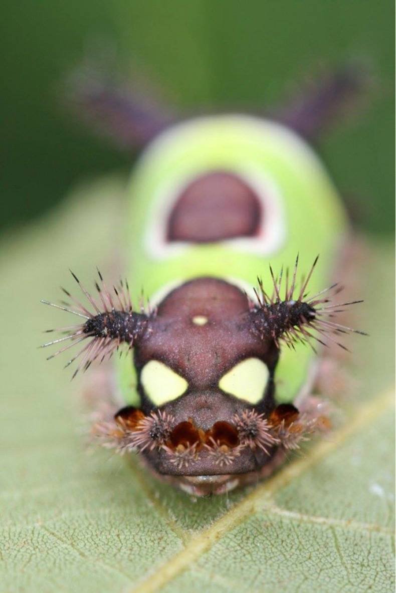 Гусеница бабочки слизневидки