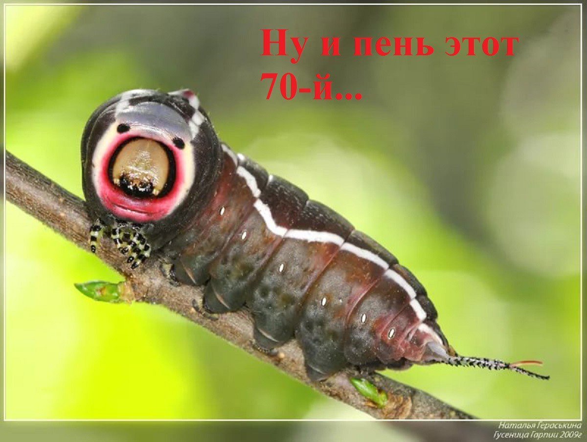 Большая Гарпия гусеница