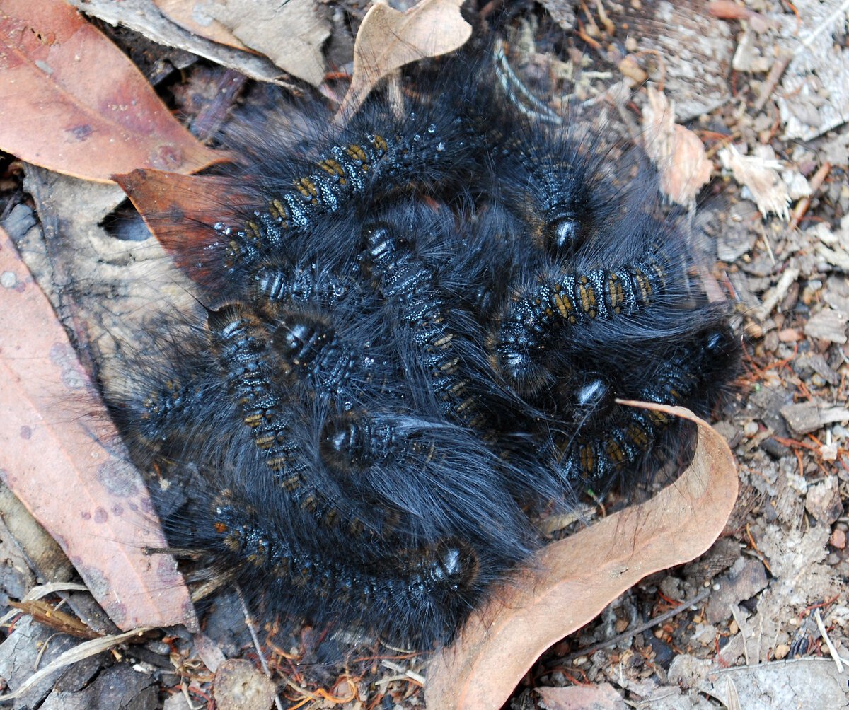Ochrogaster lunifer гусеница