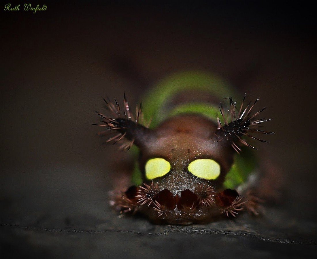 Самая страшная Гусинец