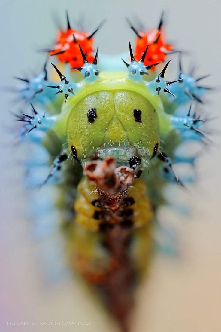 Экзотические гусеницы