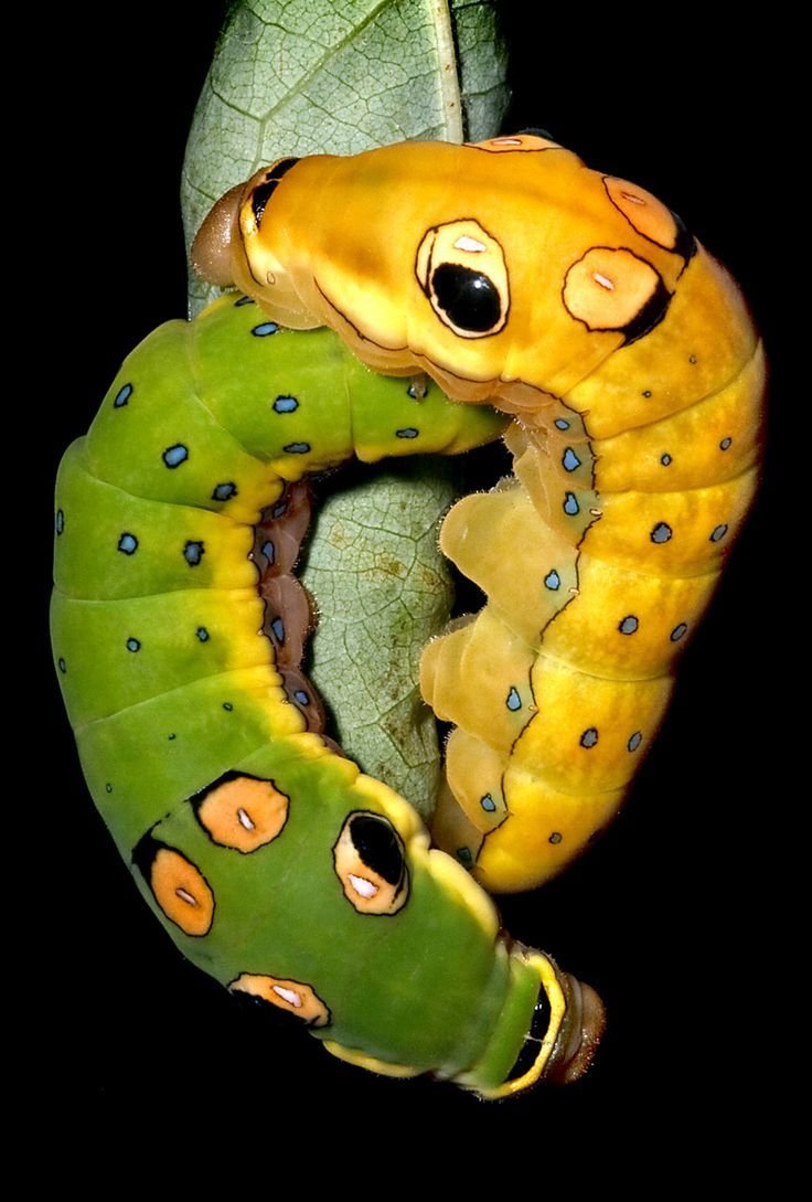 Разные гусеницы