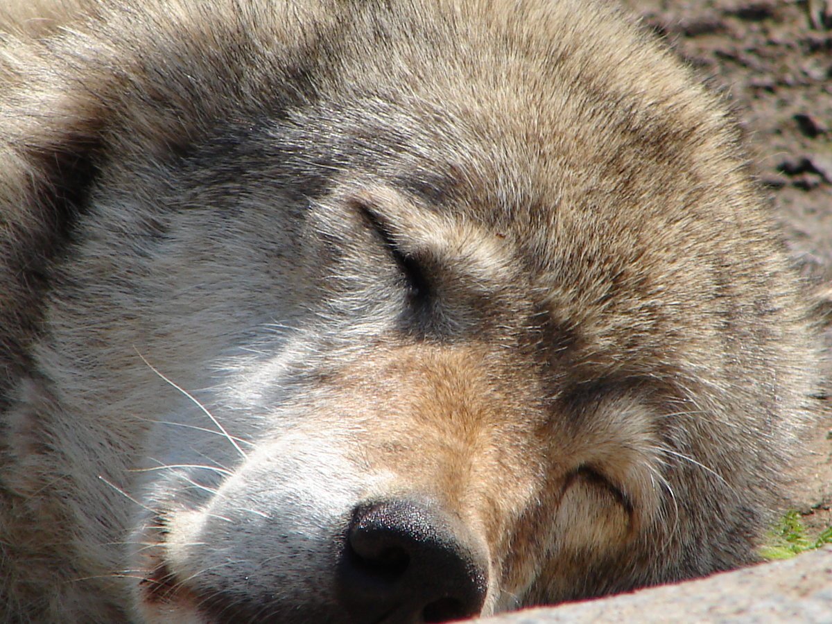 Уставший волк