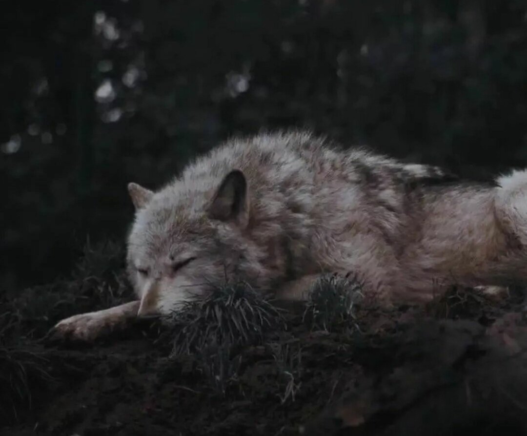 Волк спит ночью