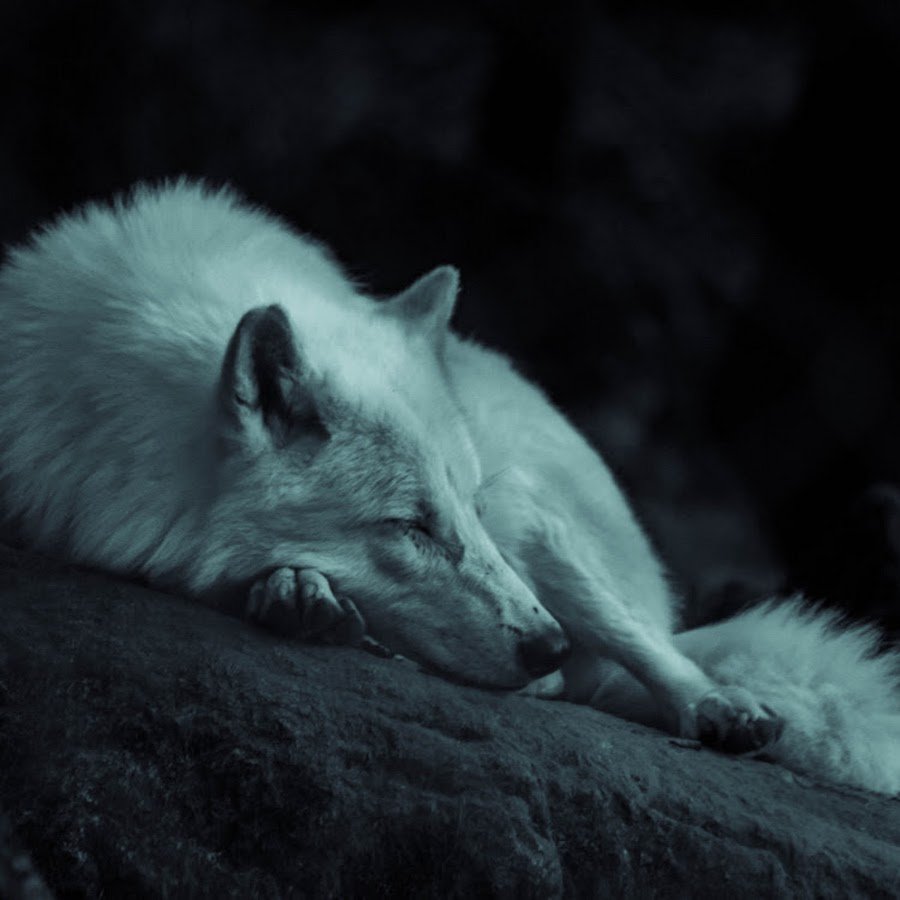 Белый волк спит