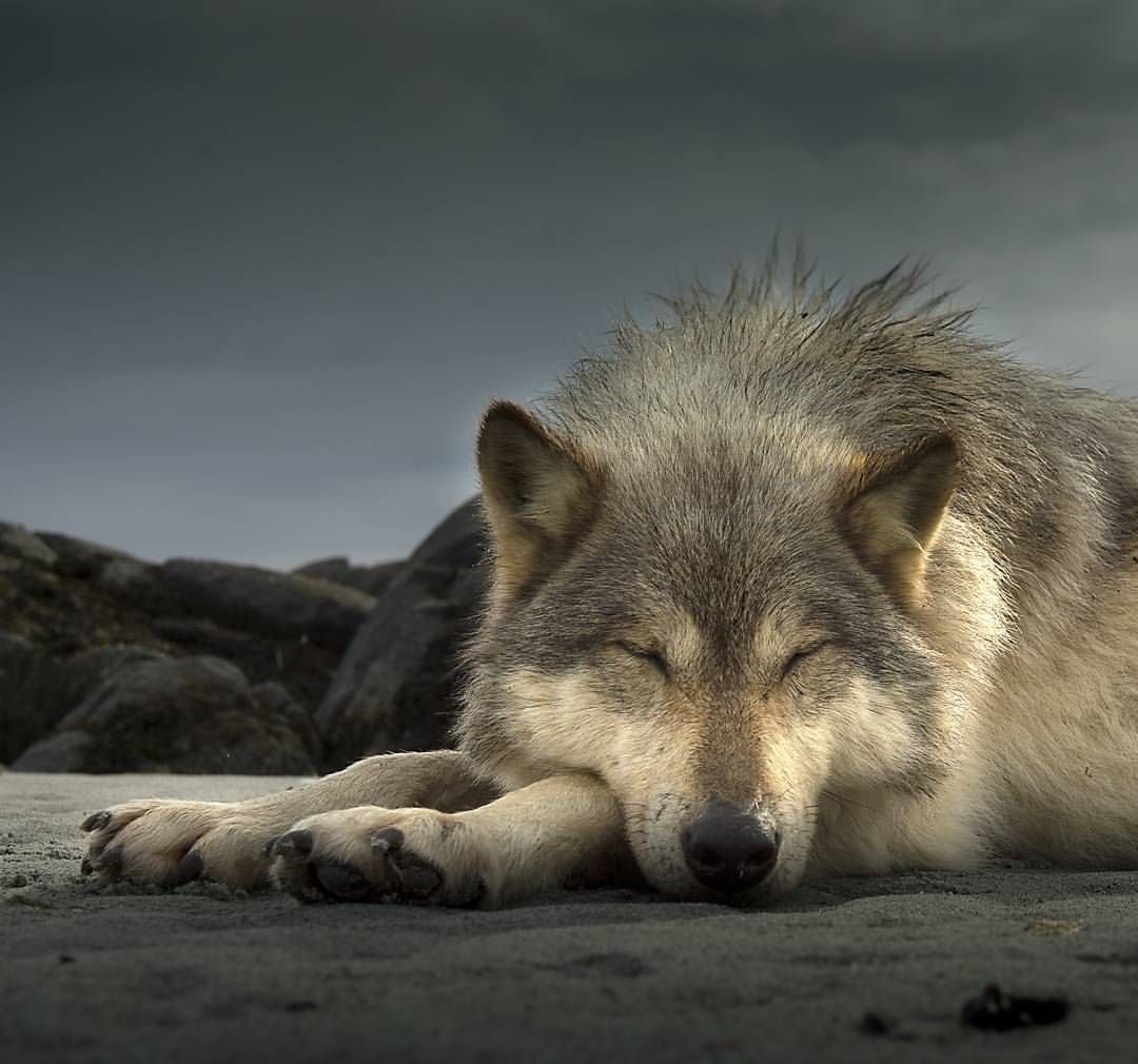 Фото Волков и природы для аватарки