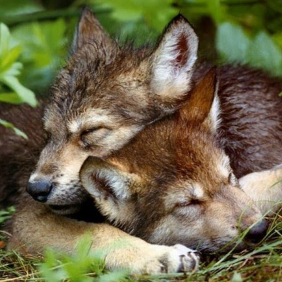 Спящие животные