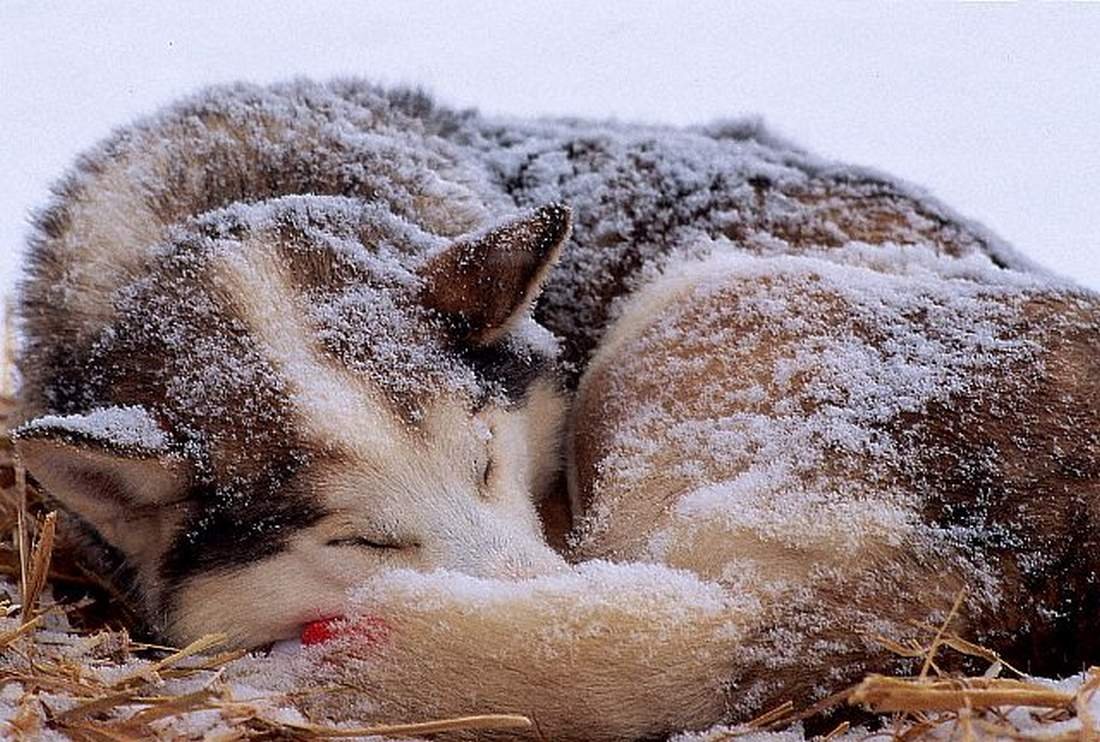 Спит в снегу