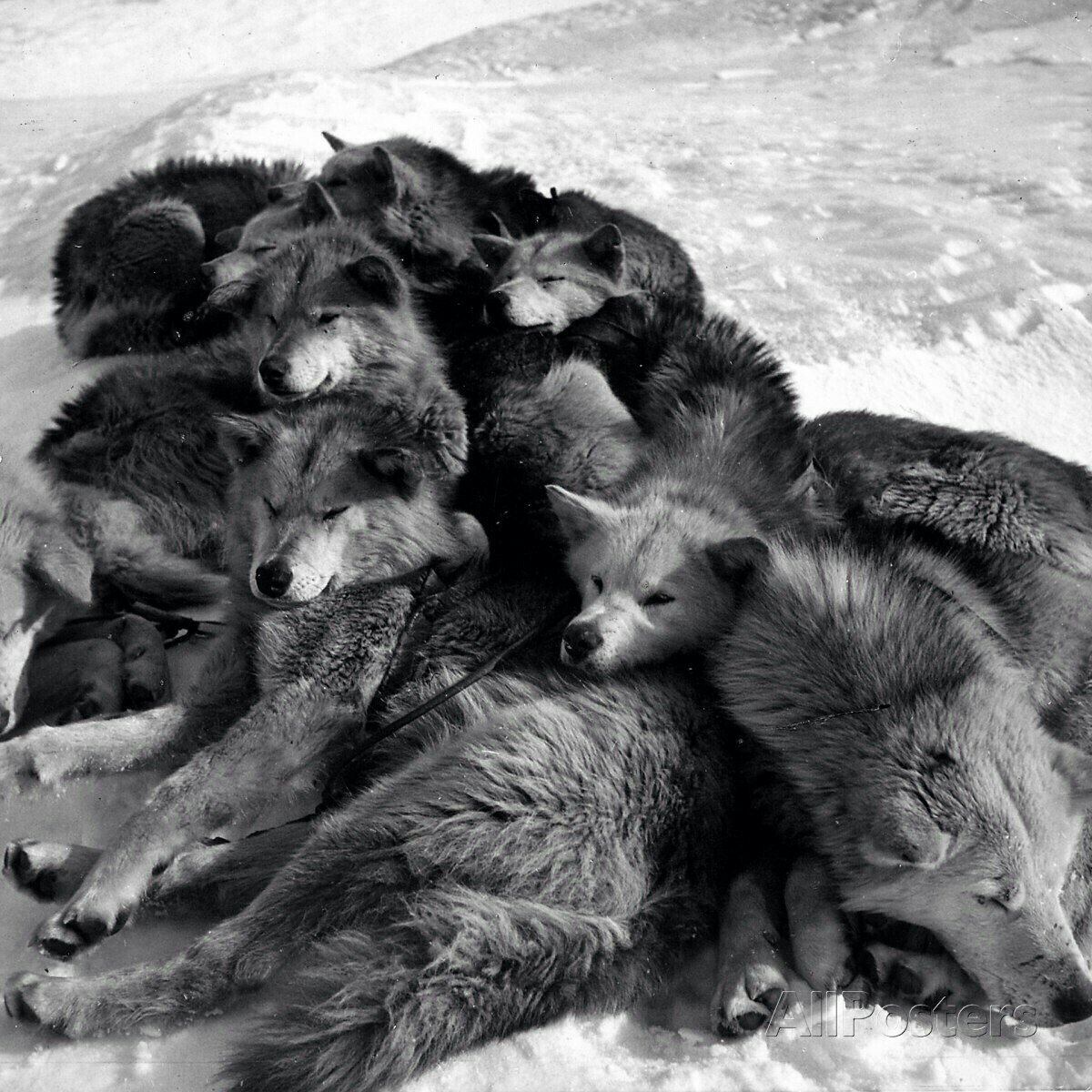 Стая Волков спит