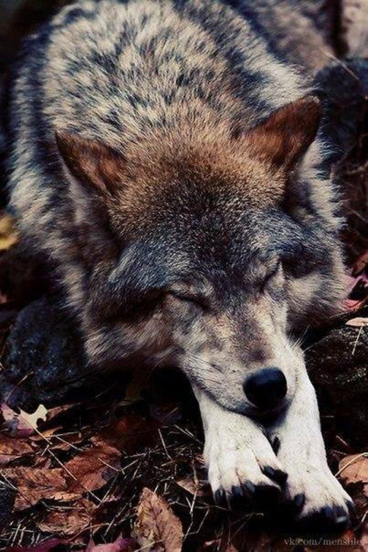 Спящий волк