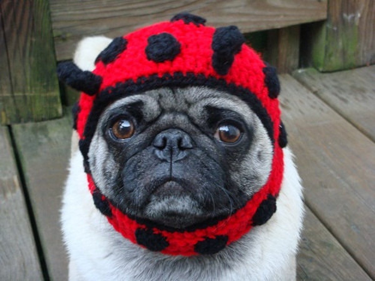 Шапка собаке МОПСУ