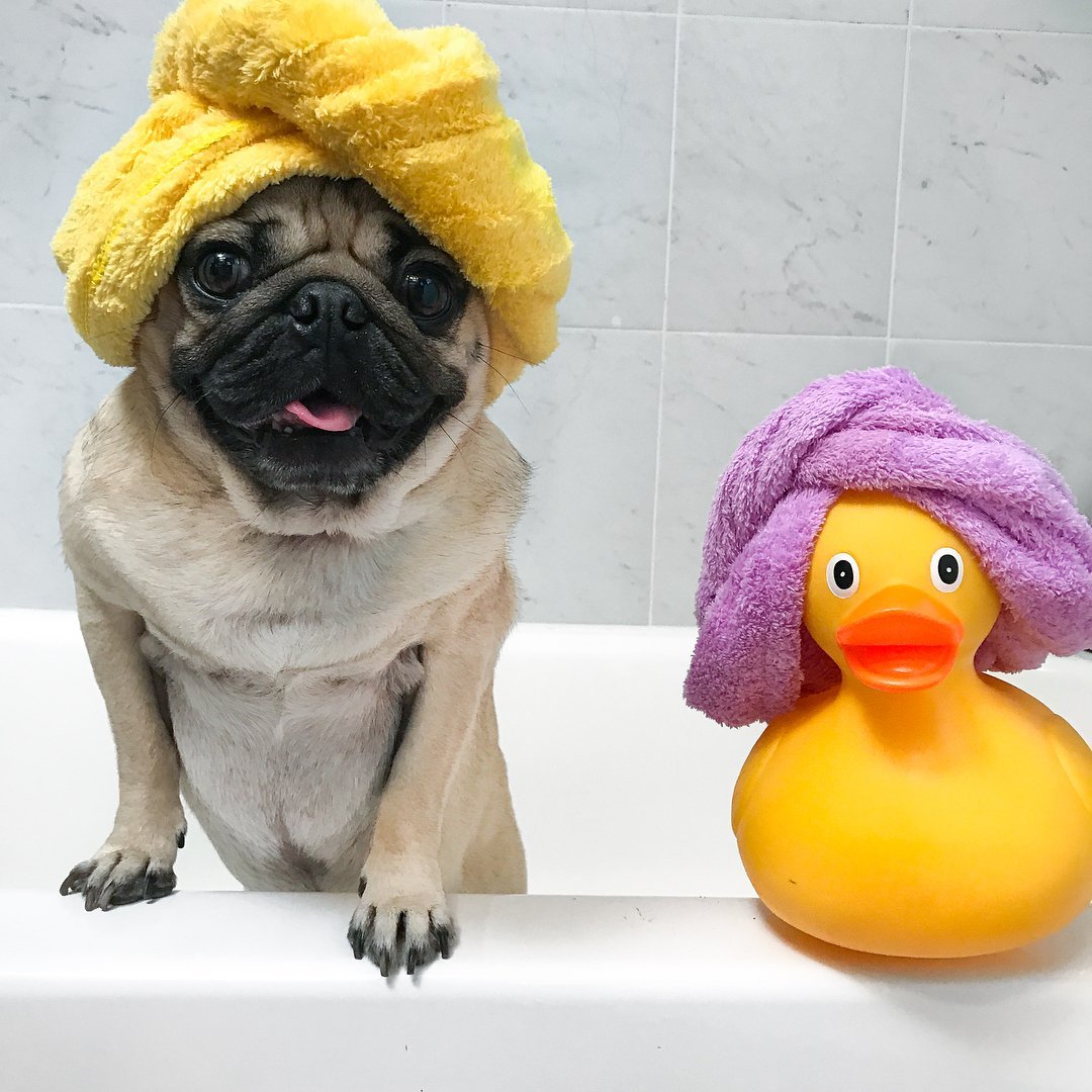 Собачка в шапочке для душа