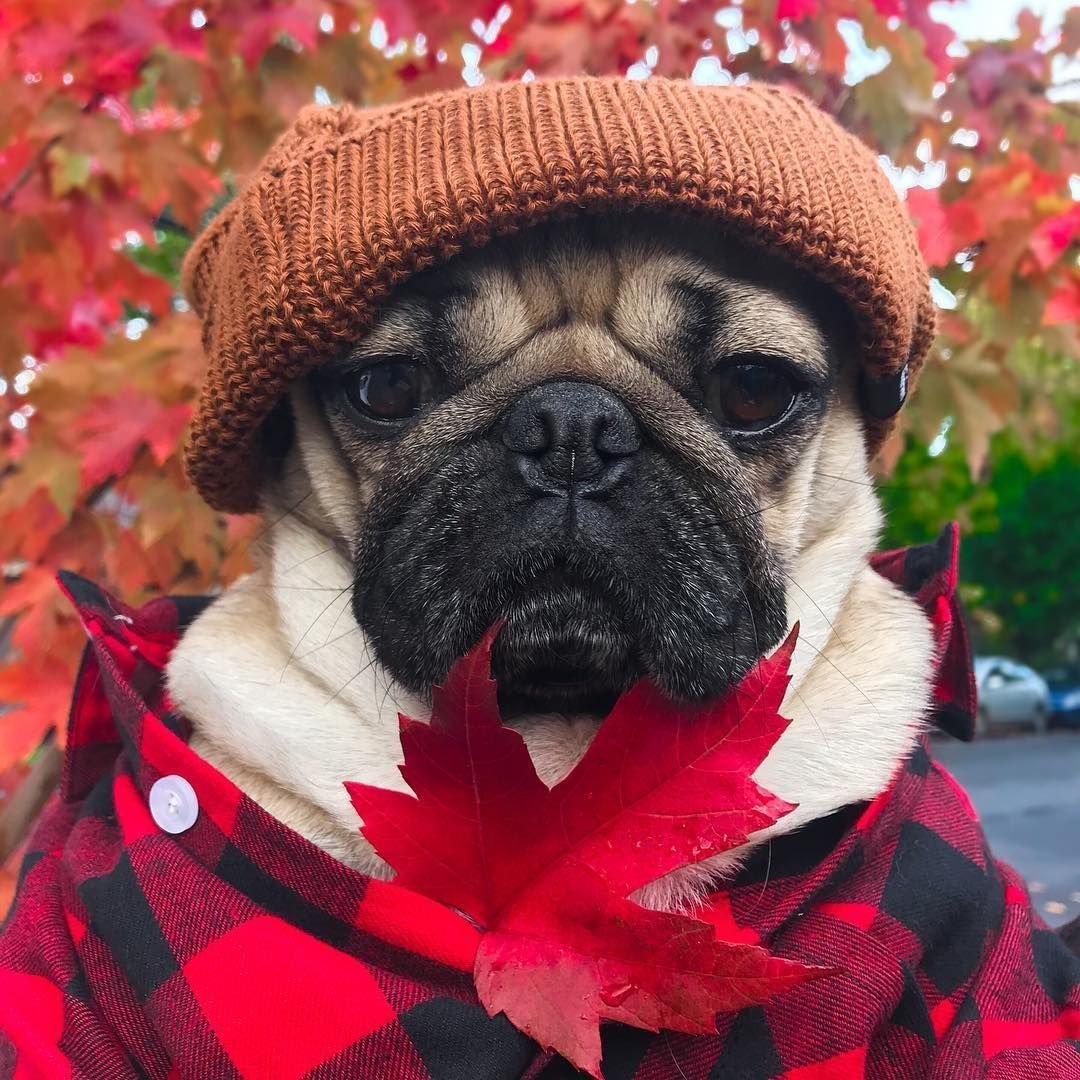 Британский Мопс