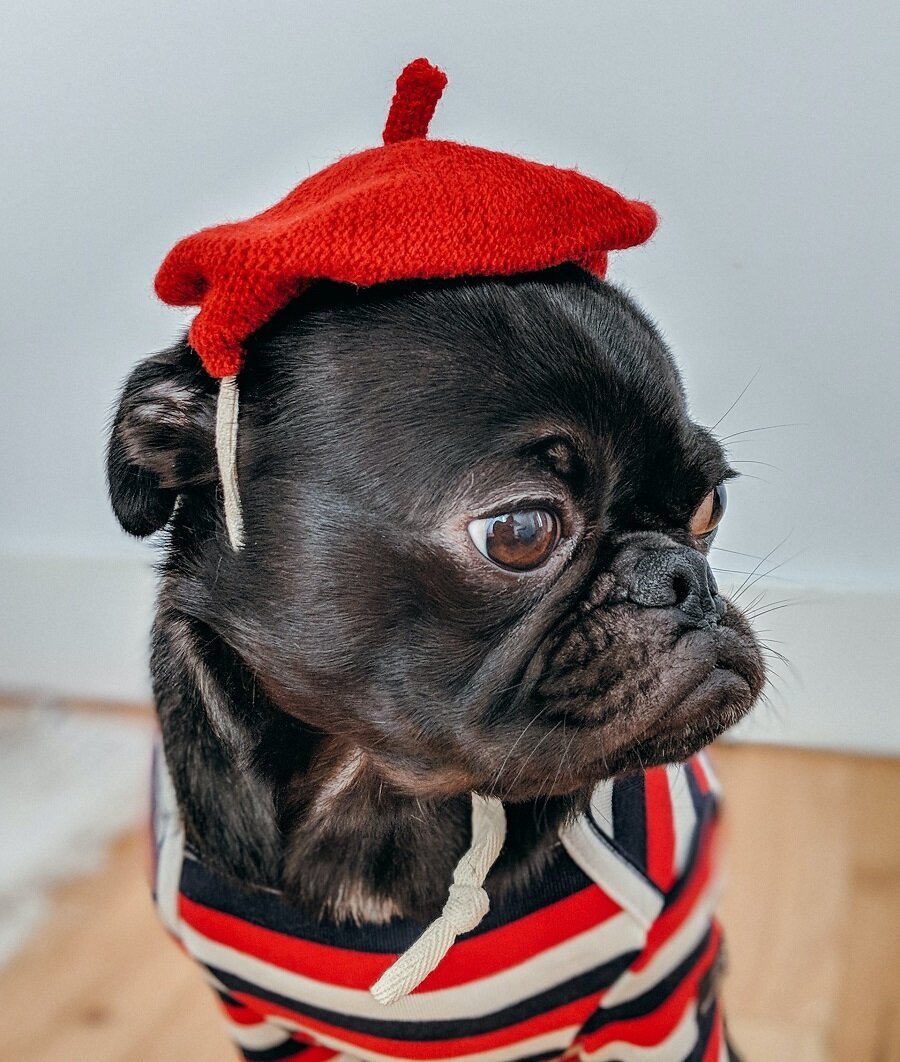 Смешные мопсы