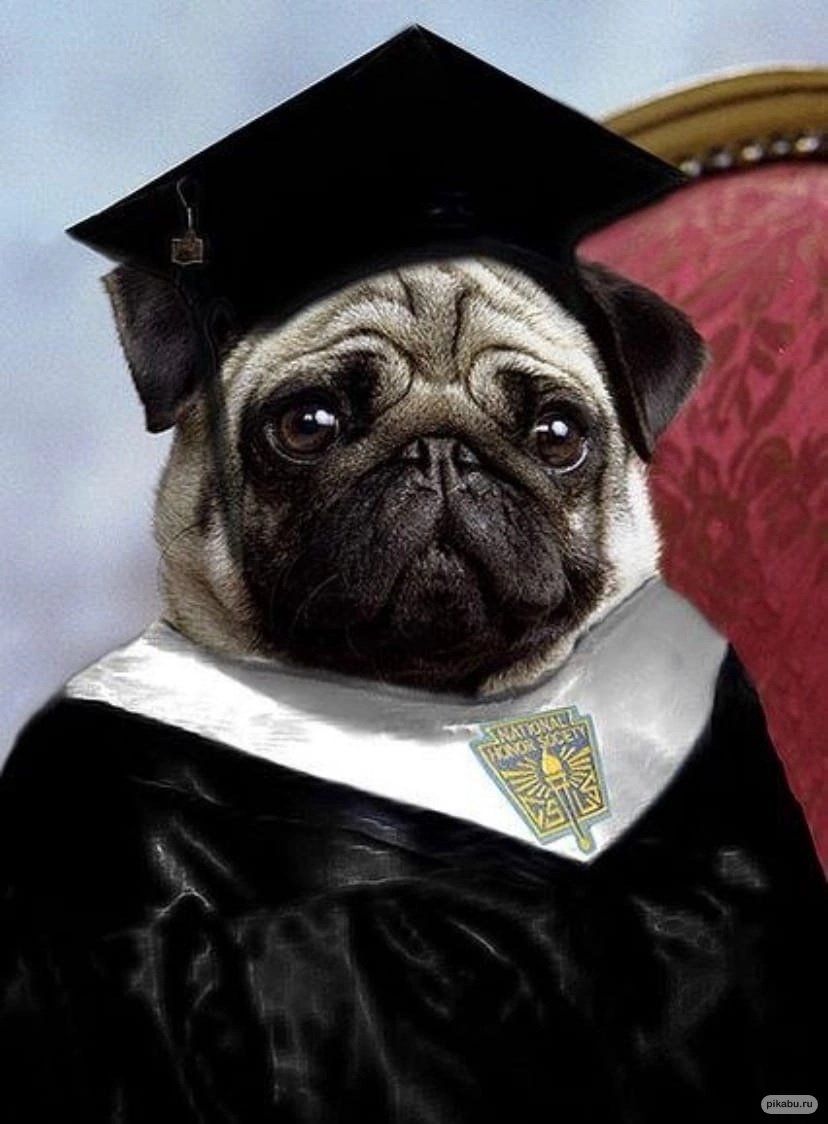 Мопс учитель