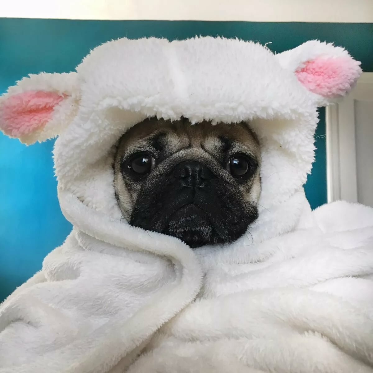 Голубой Мопс