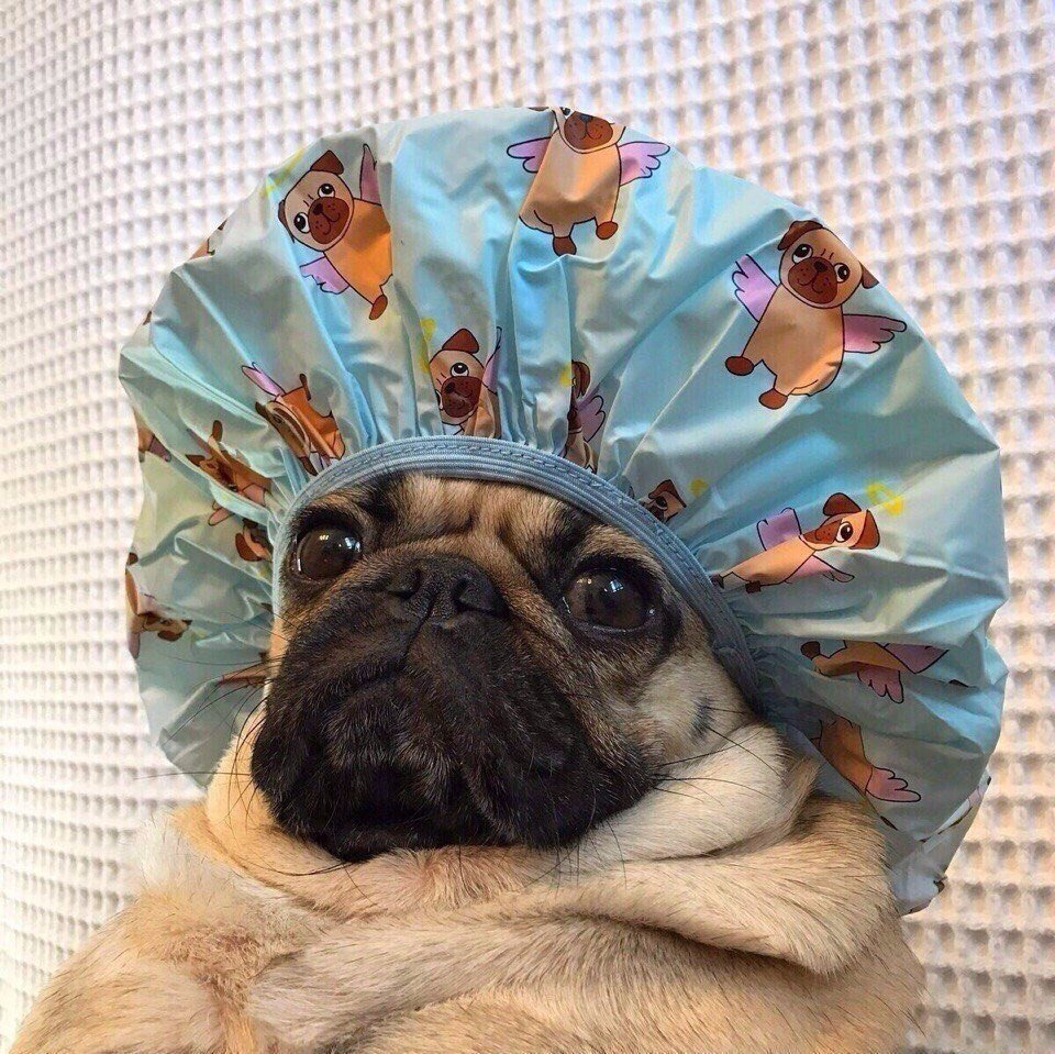 Мопс в шапке