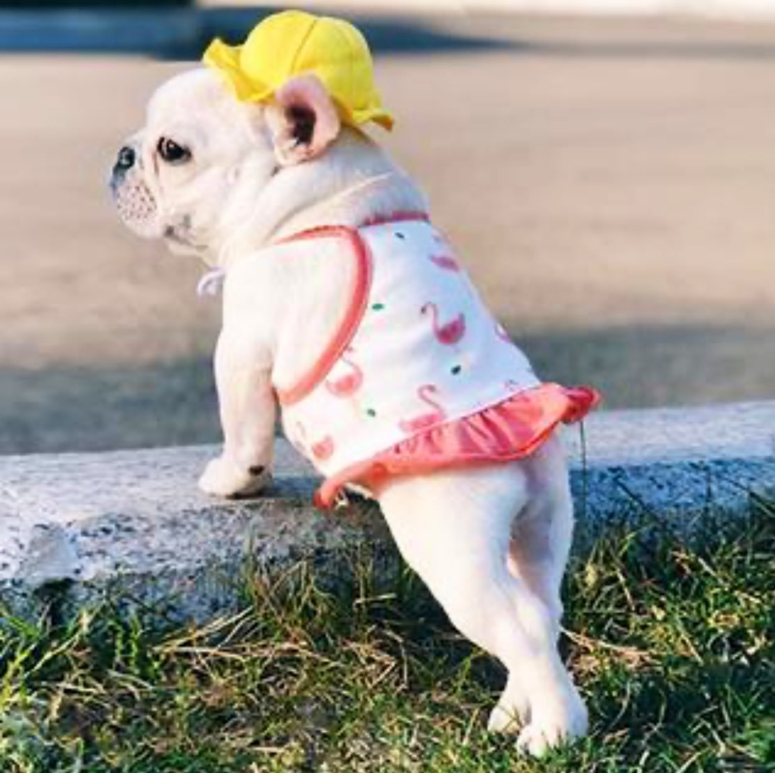 Одежда для французского бульдога