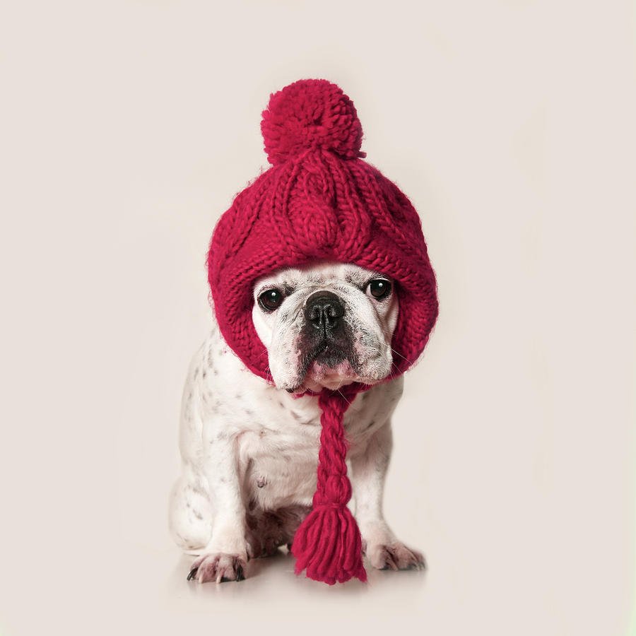 Шапочка для французского бульдога