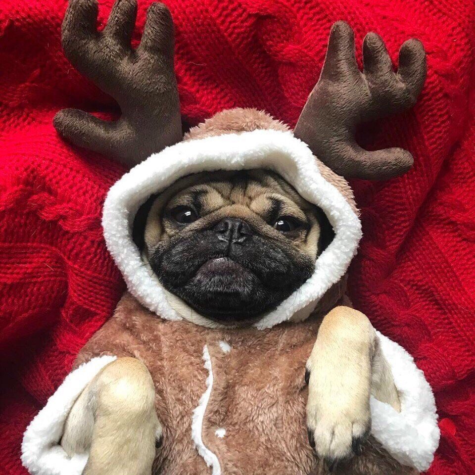 Мопс в костюме оленя