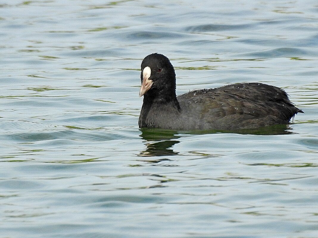 Обыкновенная лысуха